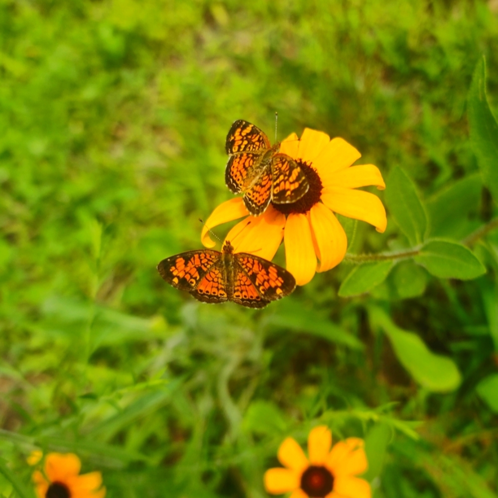 Meet your Posher, Loren